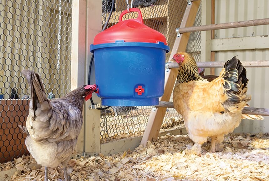 How to Insulate a Chicken Coop and Prepare It For Winter