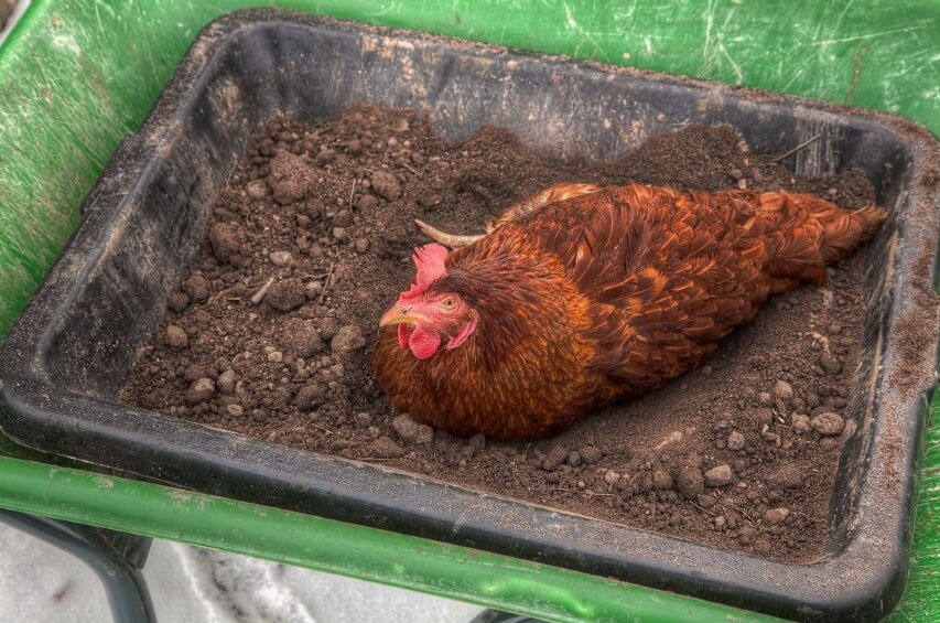 How to Insulate a Chicken Coop and Prepare It For Winter