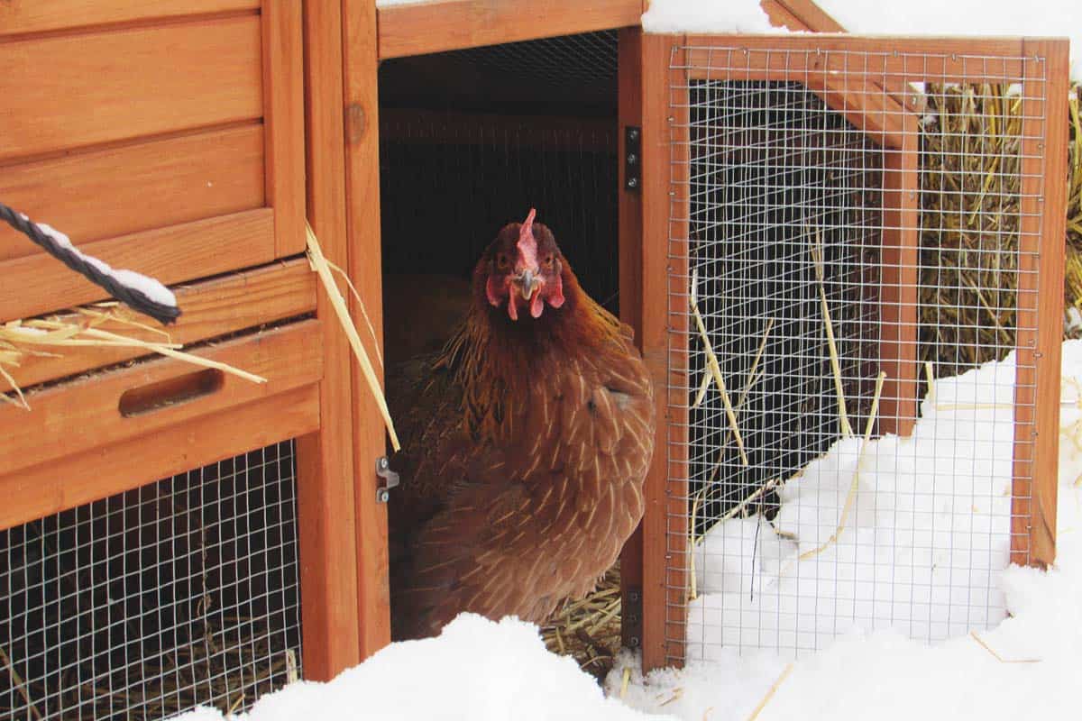 Winter and Your Backyard Chickens