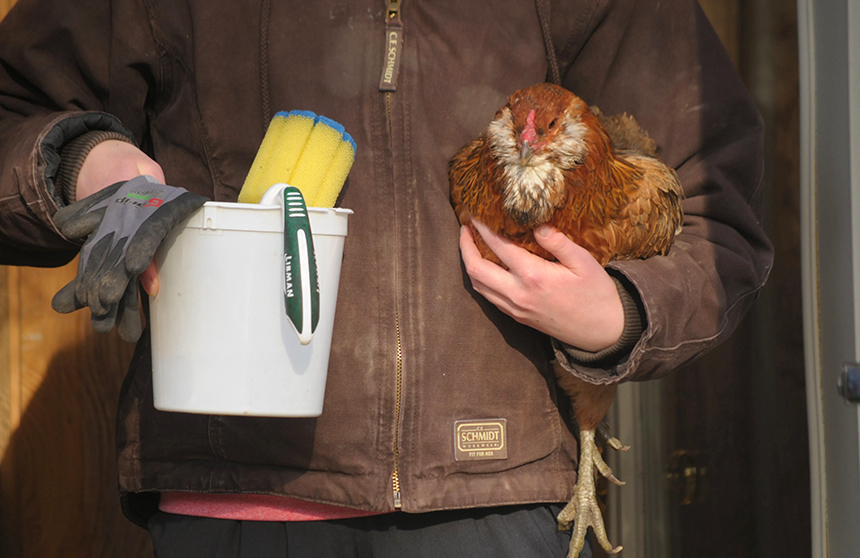 How to Clean a Chicken Coop