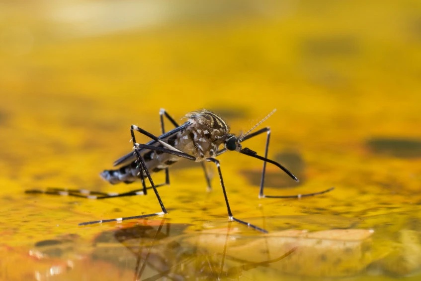 Pond Mosquito Control - How to Get Rid of Mosquito Larvae in a Pond