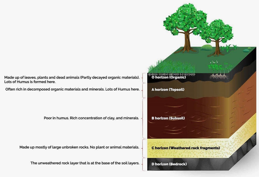 Compost vs Topsoil: What to Choose?