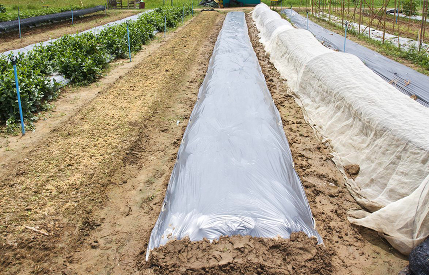 How to Prepare Soil for Tomatoes to Get the Best Harvest