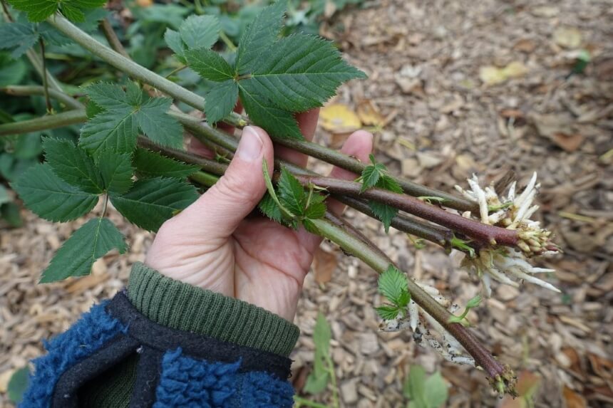 How to Propagate Blackberries: The Easiest Ways