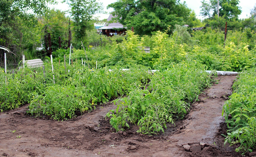 How to Prepare Soil for Tomatoes to Get the Best Harvest