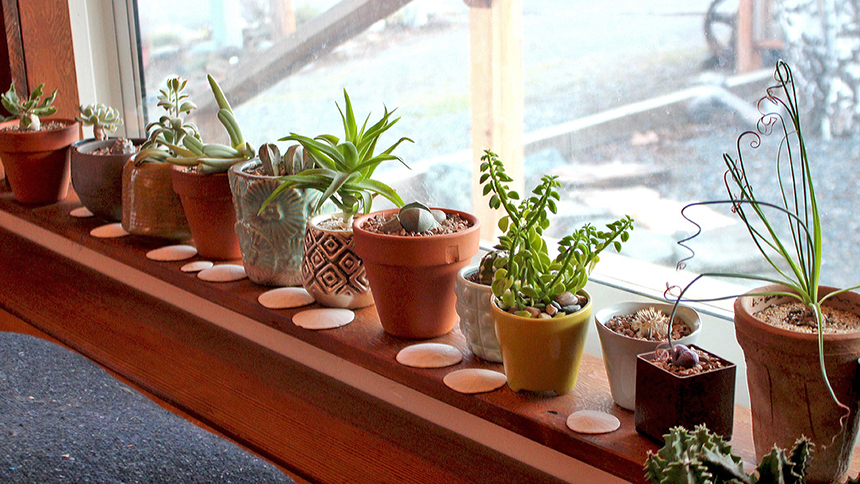 How to Grow Succulents from Seeds Step by Step