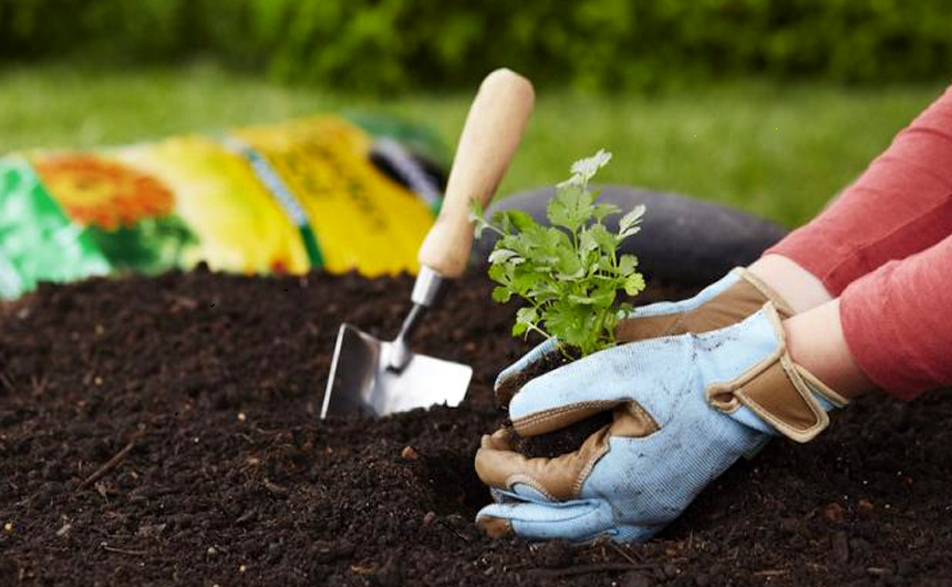 Potting Soil vs Garden Soil: Choose Wisely!