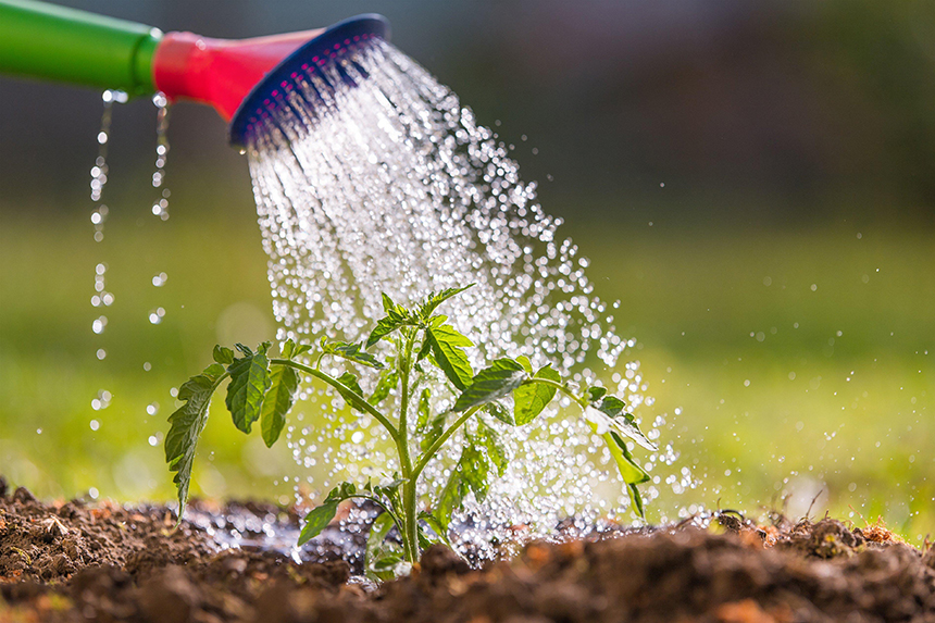 How to Prepare Soil for Tomatoes to Get the Best Harvest