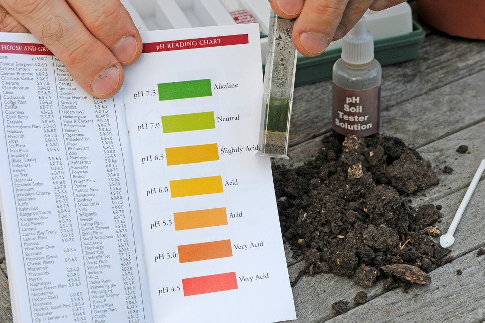 How to Prepare Soil for Tomatoes to Get the Best Harvest