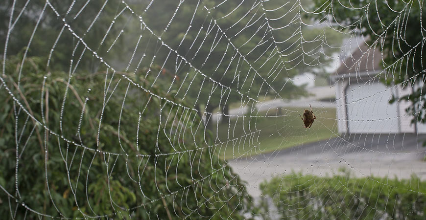 How to Keep Spiders Away from Patio: They Won't Return!