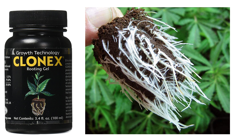 5 Best Rooting Hormones Every Gardener Should Have