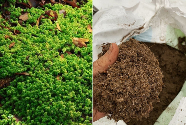 Sphagnum Moss vs Peat Moss: Are They That Different?