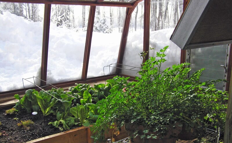 How to Winterize a Greenhouse in 4 Steps: A Comprehensive Guide