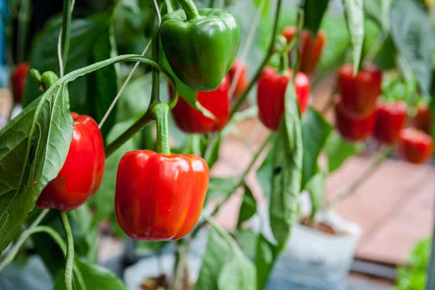 What to Grow in a Greenhouse in Summer? Best Plant Ideas!