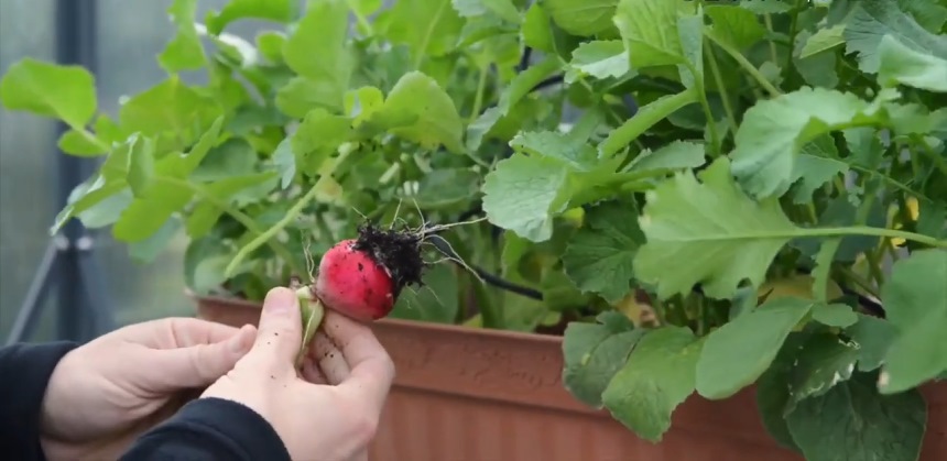 Palram Glory Greenhouse Review: Healthy Plant Growth in All Weathers