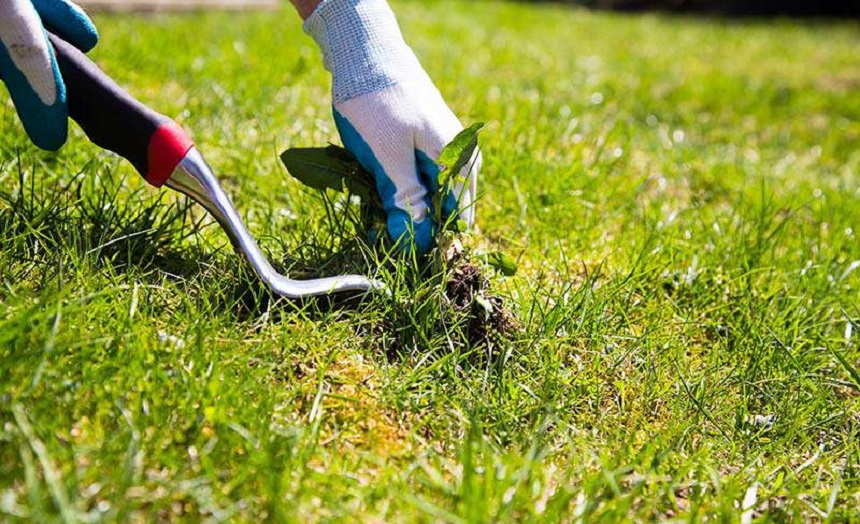 How to Get Rid of Weeds? Easy Instructions for Every Kind of a Problem!