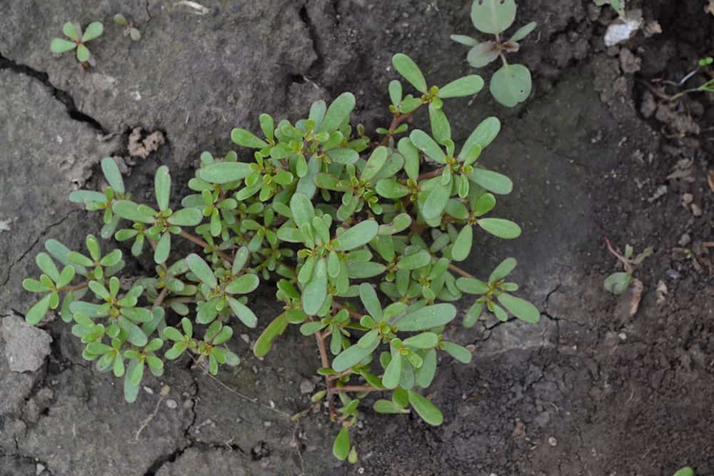 How to Get Rid of Purslane? Advice from Experienced Gardeners!