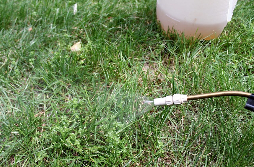 How to Get Rid of Crabgrass? Simple Tips and Tricks!