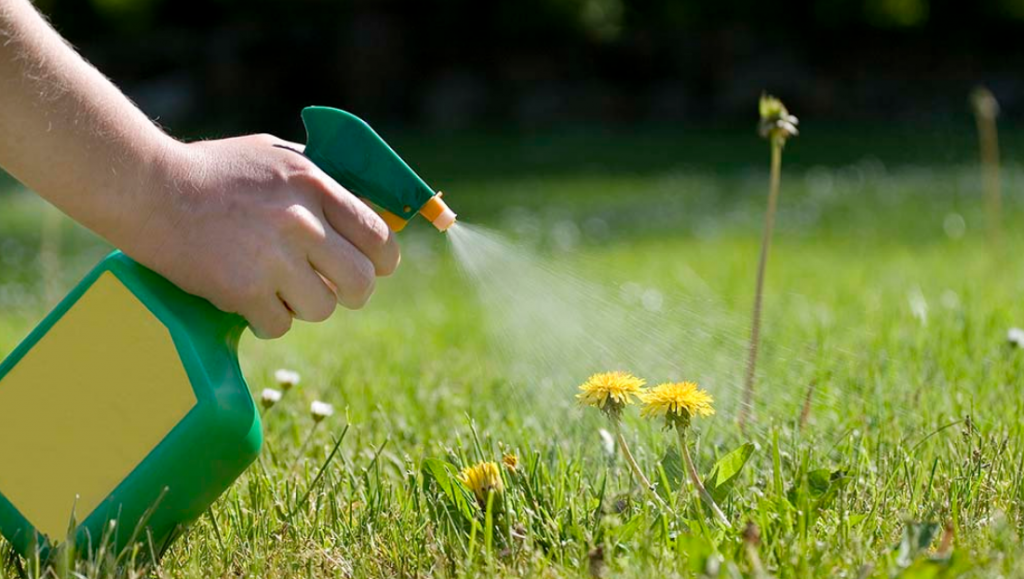 How to Get Rid of Weeds? Easy Instructions for Every Kind of a Problem!