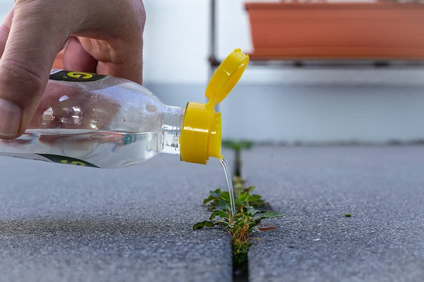 How to Get Rid of Weeds? Easy Instructions for Every Kind of a Problem!