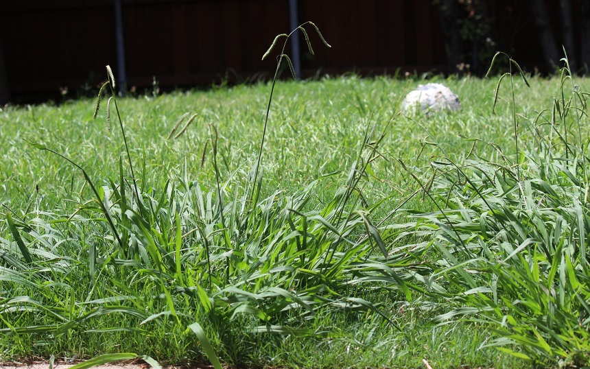 How to Get Rid of Crabgrass? Simple Tips and Tricks!