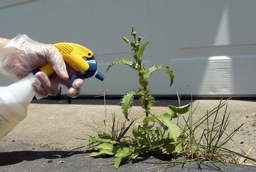 How to Get Rid of Weeds? Easy Instructions for Every Kind of a Problem!